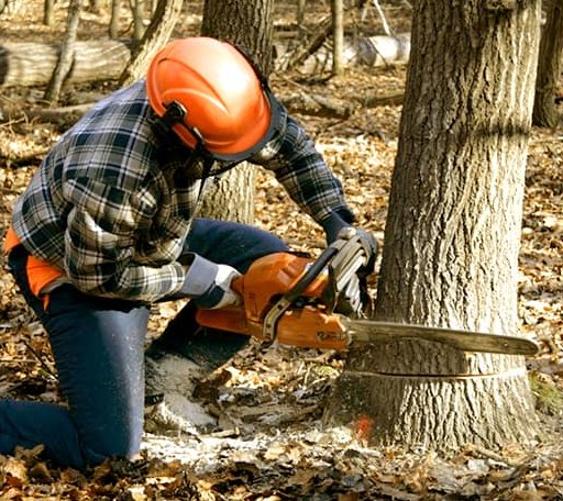 Tree Removal in Barrington, IL
